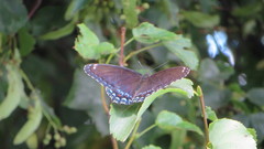 Limenitis arthemis astyanax