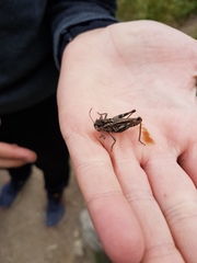 Gomphocerus sibiricus sibiricus