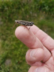 Gomphocerus sibiricus sibiricus