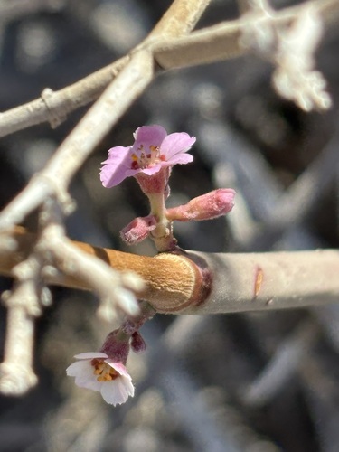 Image of Euphorbia xanti by (c) Sula Vanderplank, some rights reserved (CC BY)