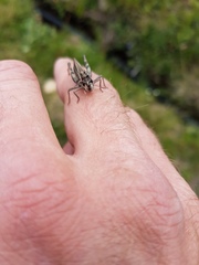 Gomphocerus sibiricus sibiricus