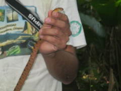 Leptodeira polysticta