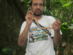 Leptodeira polysticta