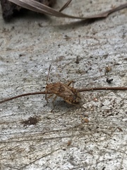 Stictopleurus abutilon