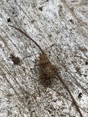 Stictopleurus abutilon