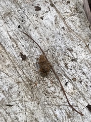 Stictopleurus abutilon