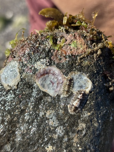 Stenoplax mariposa