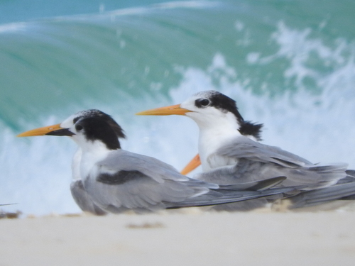 Lesser Crested Tern