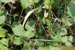 Zeuneriana abbreviata
