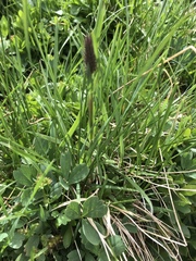 Phleum alpinum alpinum