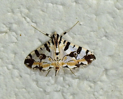 Conchylodes salamisalis