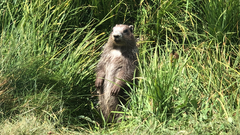 Marmota olympus