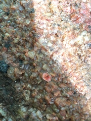 Phrurolithidae