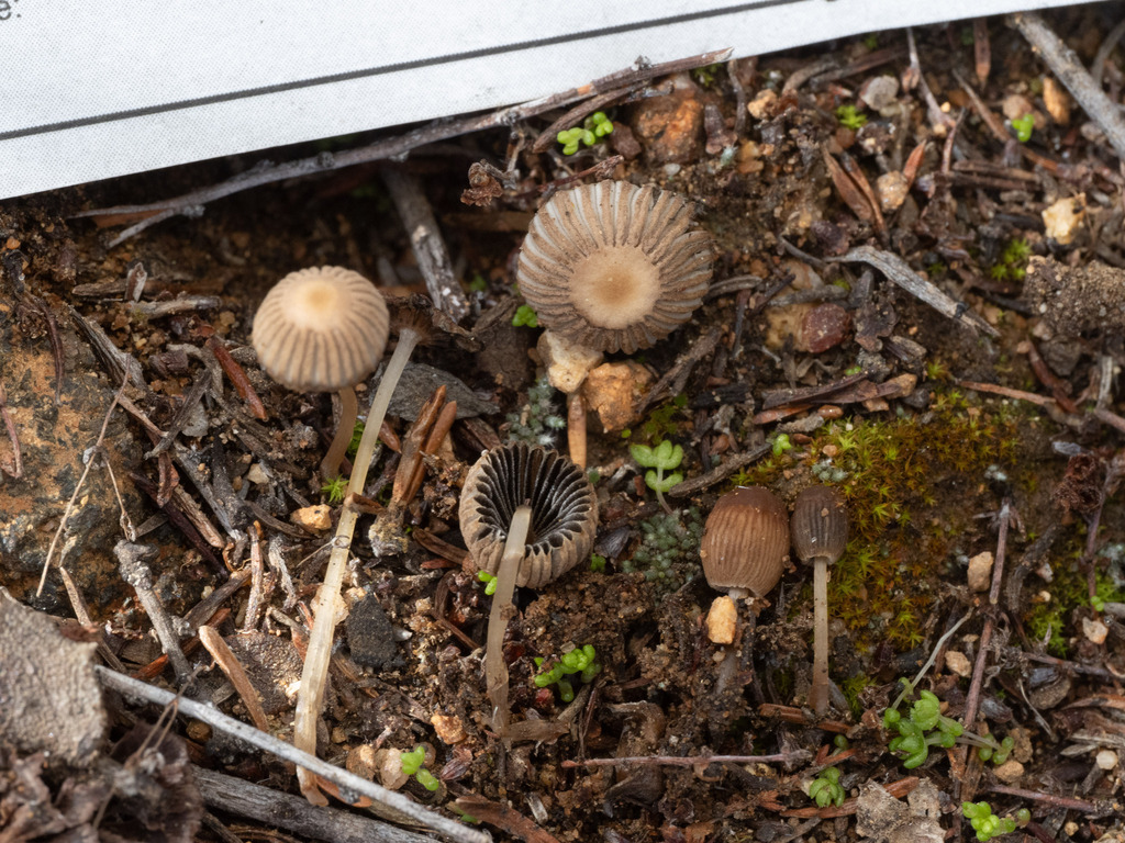 Parasola megasperma
