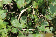 Zeuneriana abbreviata