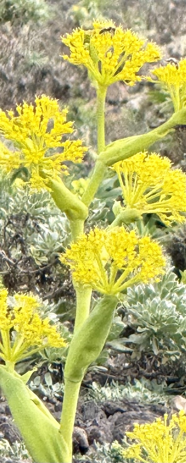 Ferula lancerotensis