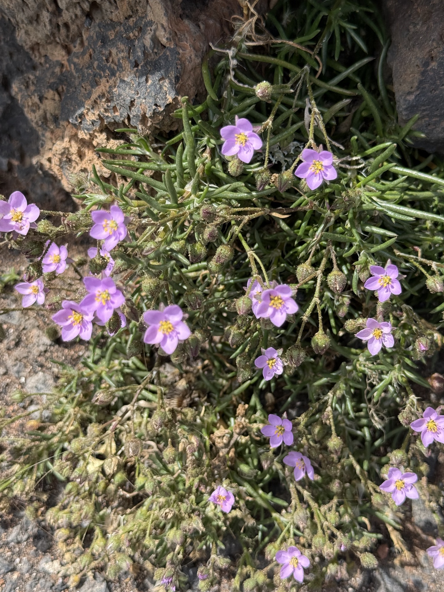 Spergularia fimbriata
