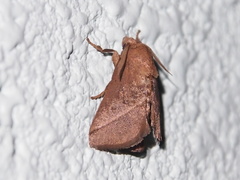 Quasithosea obliquistriga