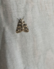 Bryophila domestica