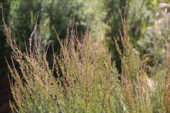 Kunzea linearis