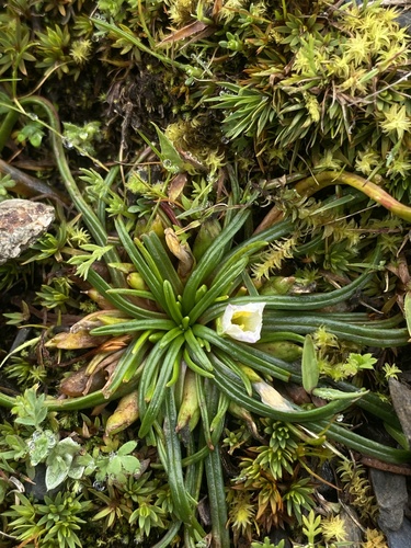 Calandrinia acaulis, photograph 2