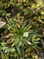 Calandrinia acaulis, photograph (c) Daniel Kennedy, some rights reserved (CC BY)