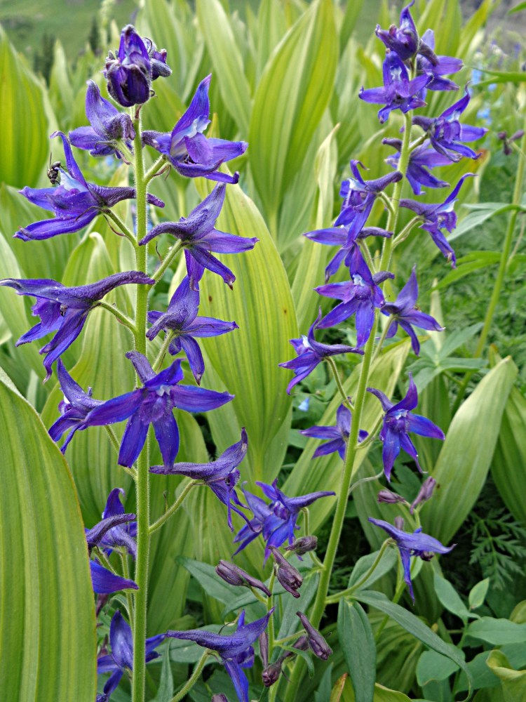 Delphinium barbeyi