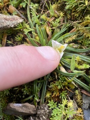 Calandrinia acaulis, photograph (c) Daniel Kennedy, some rights reserved (CC BY)