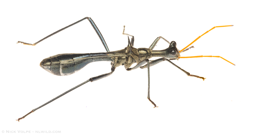Vasarhelyecoris ophthalmicus