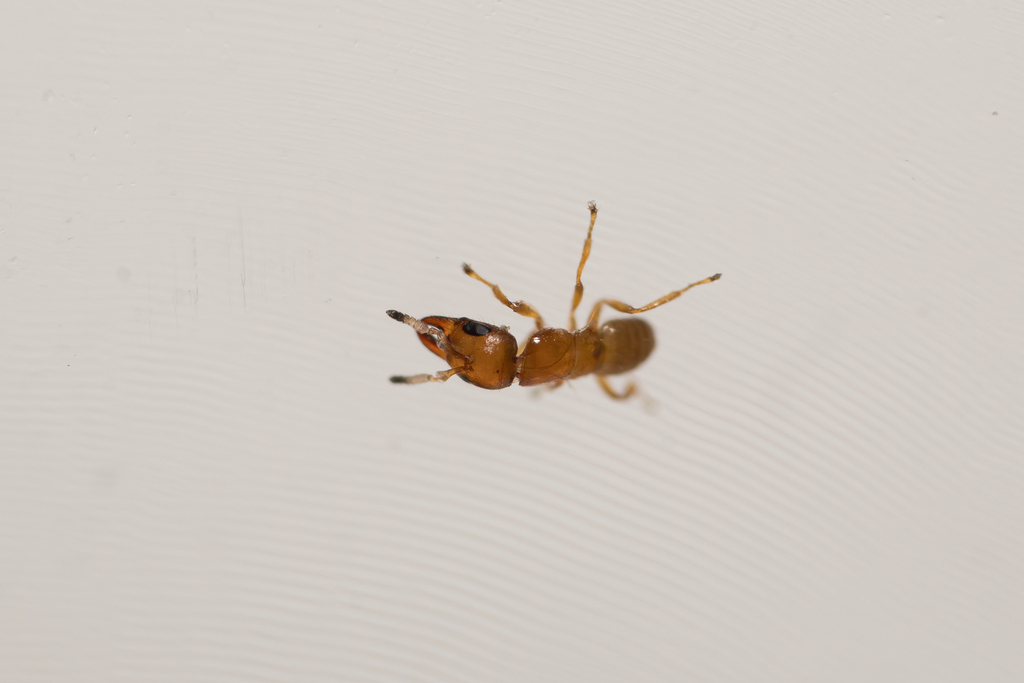 Fig wasp