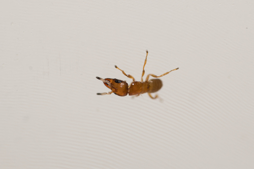 Fig wasp
