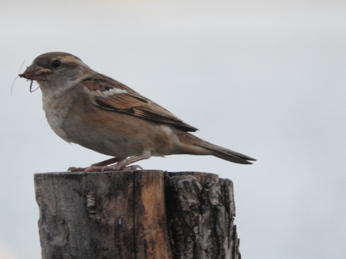 House Sparrow