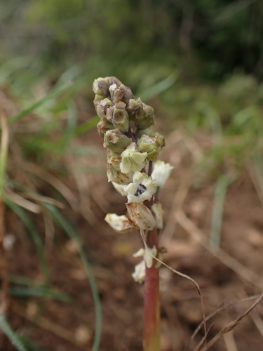 Image of Bellevalia romana by (c) Franck Cabot, some rights reserved (CC BY)