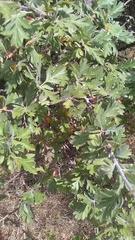 Crataegus orientalis, photograph Михаил Орлов, CC BY, iNaturalist via GBIF