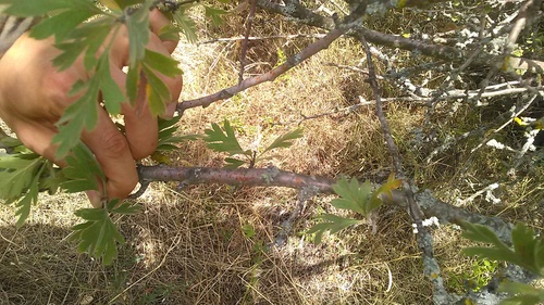 Crataegus orientalis, photograph 5