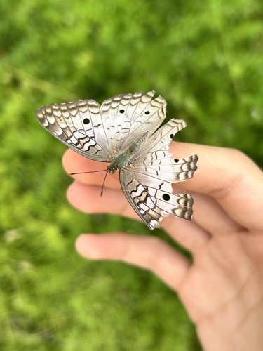 White Peacock
