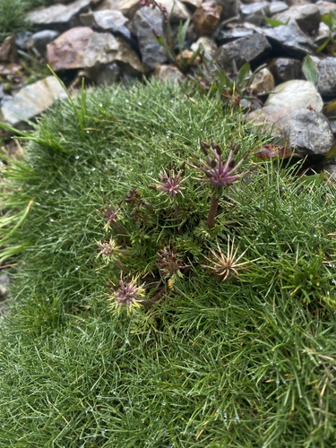 Chaerophyllum andicola observed 2025-03-18