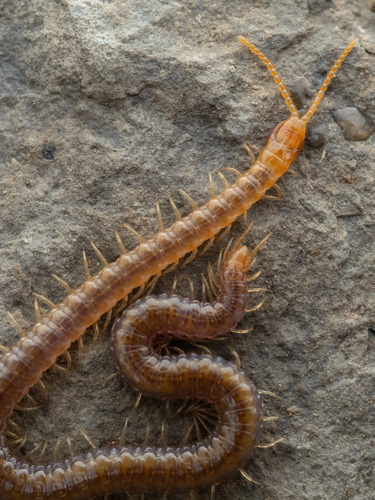 Luminous Centipede, photo 2 of 10