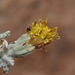 Perityle vandevenderi - Photo (c) Joey Santore, some rights reserved (CC BY-NC), uploaded by Joey Santore