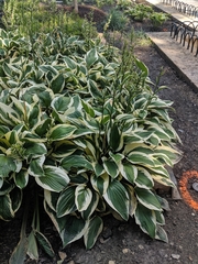 Hosta