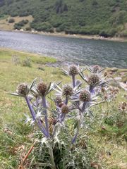 Eryngium bourgatii