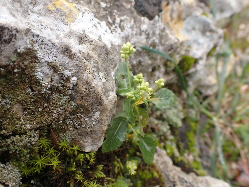 Mercurialis huetii (Mercurialis huetii)