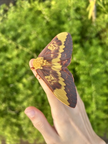 Citheronia laocoon