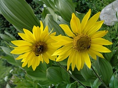 Helianthella