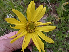 Helianthella