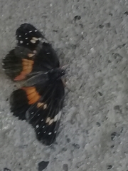 Chlosyne lacinia crocale