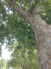 Platanus occidentalis