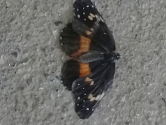 Chlosyne lacinia crocale