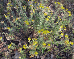 Heterotheca angustifolia