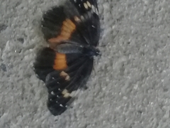 Chlosyne lacinia crocale